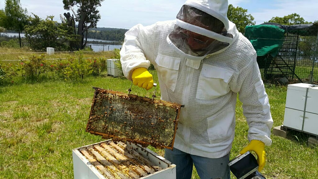 Coila Shores Apiary |  | 4003 Princes Hwy, Coila NSW 2537, Coila NSW 2537, Australia | 0458738183 OR +61 458 738 183