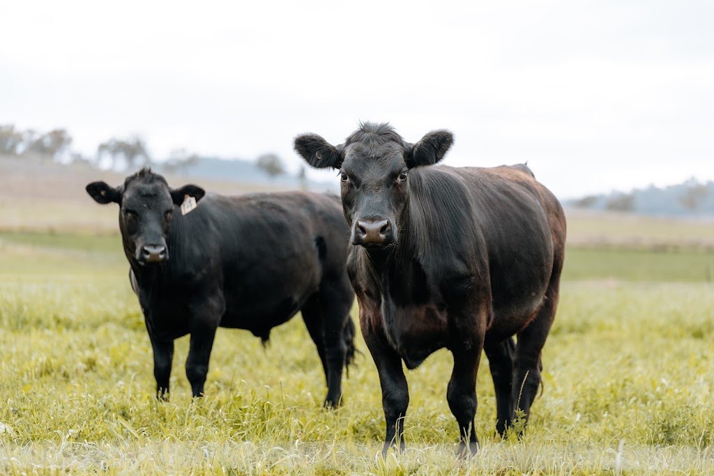 Budgee Valley Beef | 327 Budgee Rd, Budgee QLD 4359, Australia | Phone: 0400 627 297