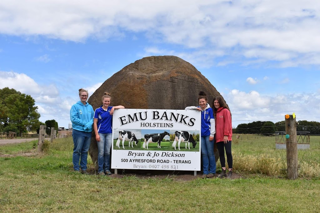 Emu Banks Holsteins & Jerseys |  | 500 Ayresford Rd, Garvoc VIC 3265, Australia | 0407498821 OR +61 407 498 821