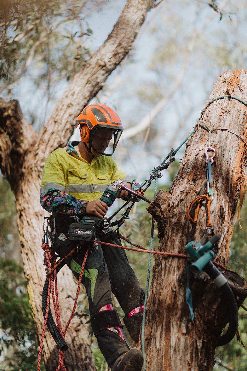Harmony Tree Care | 143 Tableland Rd, Wentworth Falls NSW 2782, Australia | Phone: (02) 4711 0027