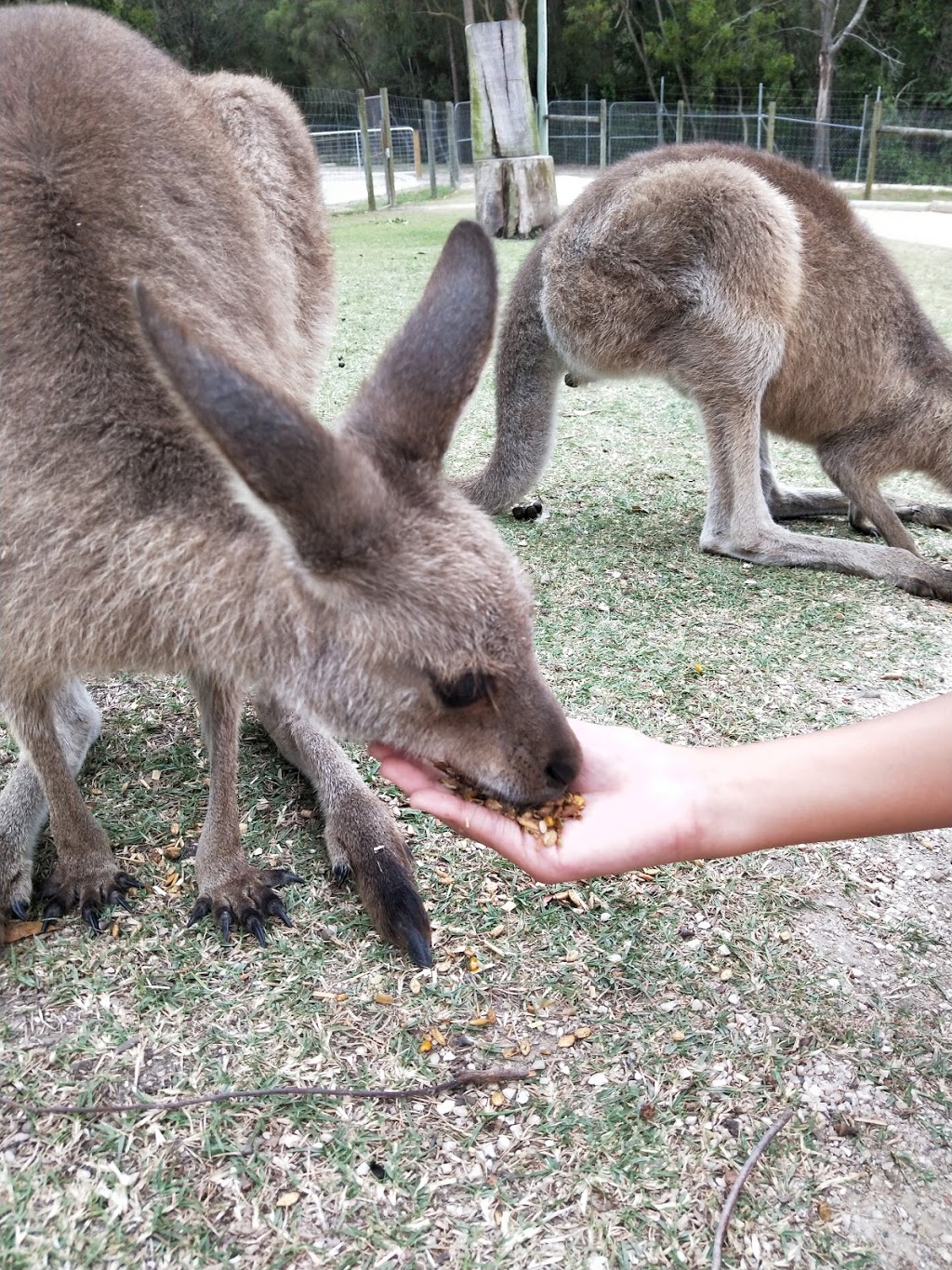 Paradise Country Farmstay | lodging | Production Drive, Oxenford QLD 4210, Australia | 133386 OR +61 133386