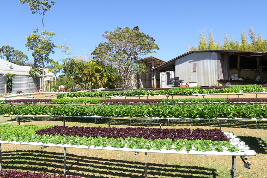 Lovely Lettuce | 650 McIntosh Creek Rd, McIntosh Creek QLD 4570, Australia | Phone: 0438 788 908