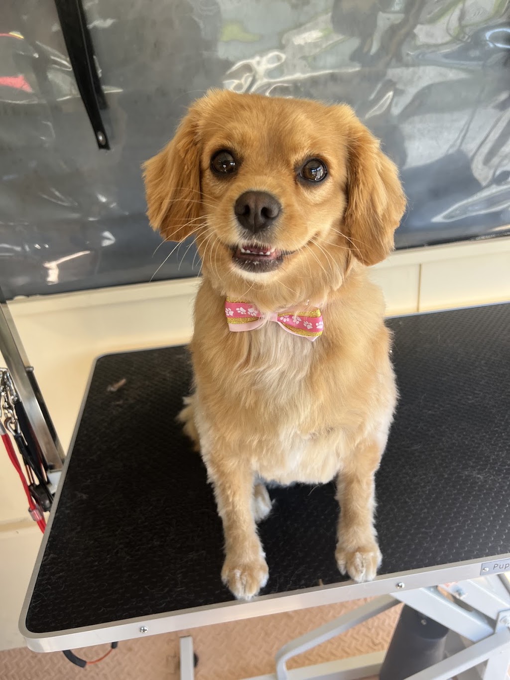 Bark Avenue Dog Grooming | 6 East St, Blakehurst NSW 2221, Australia | Phone: 0423 206 208