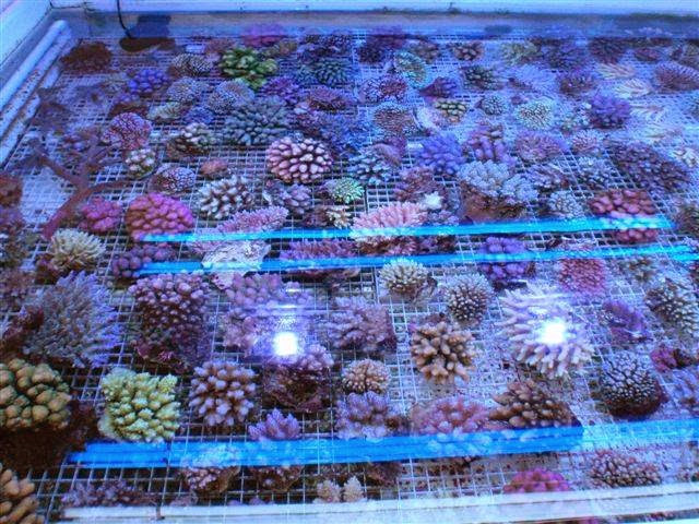 Cairns Marine Aquarium Fish | pet store | 14 Industrial Ave, Stratford QLD 4870, Australia | 0740581711 OR +61 7 4058 1711