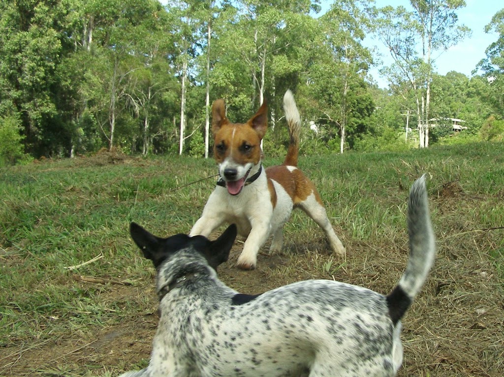 Tin Can Bay Veterinary Surgery | 67 Gympie Rd, Tin Can Bay QLD 4580, Australia | Phone: (07) 5486 4666