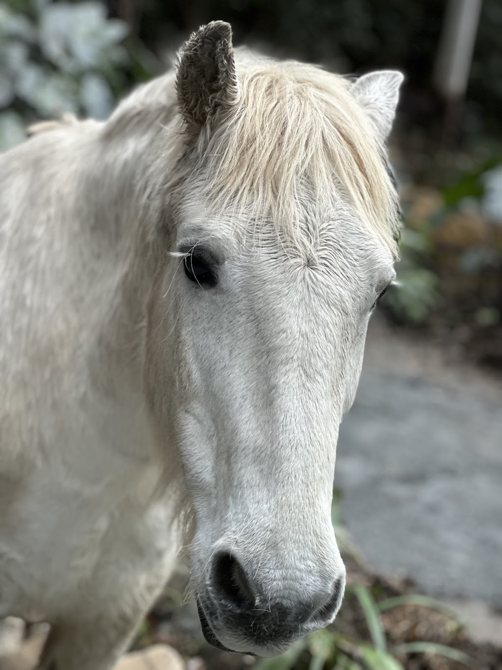 MAJ Counselling and Equine Assisted Therapy | 611 Tallebudgera Creek Rd, Tallebudgera Valley QLD 4228, Australia | Phone: 0409 363 538