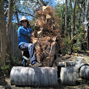Domestic Tree Care Fraser Coast |  | 5 Jenny Ct, Point Vernon QLD 4655, Australia | 0408542400 OR +61 408 542 400