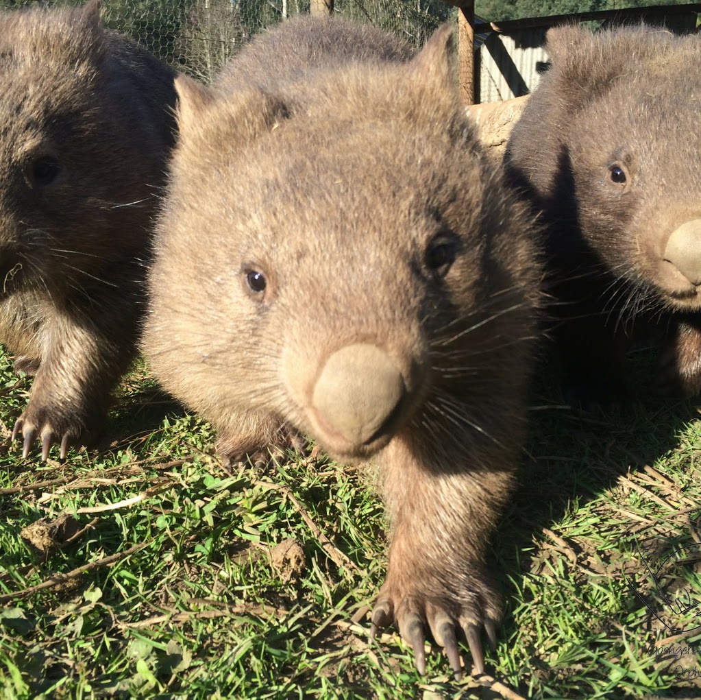 Goongerah Wombat Orphanage | park | 6192 Bonang Rd, Goongerah VIC 3888, Australia | 0351540123 OR +61 3 5154 0123