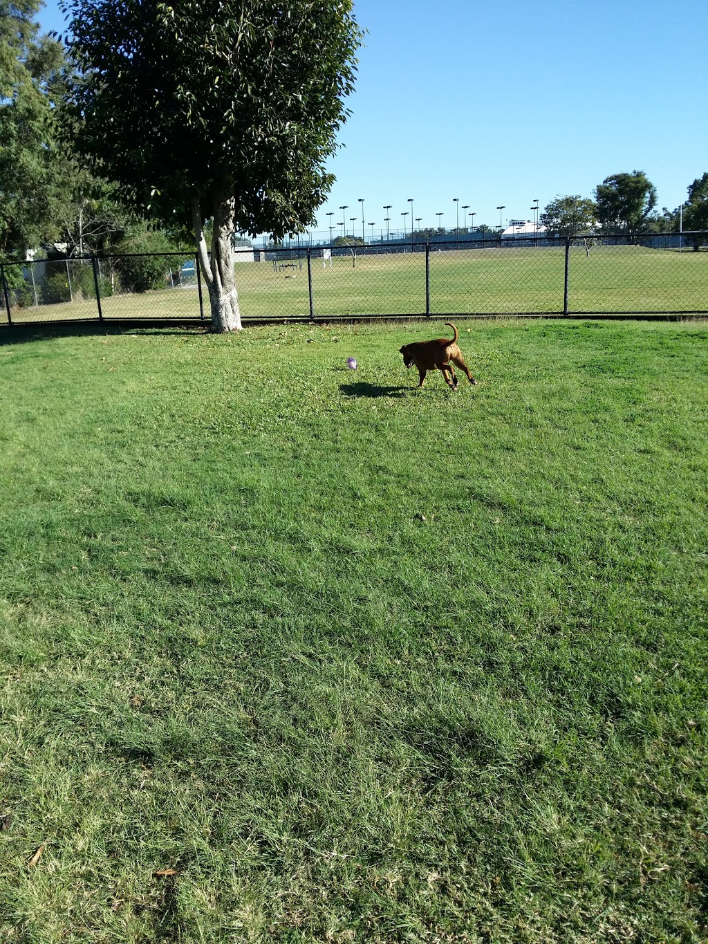 Off leash dog Park | park | Wandal QLD 4700, Australia