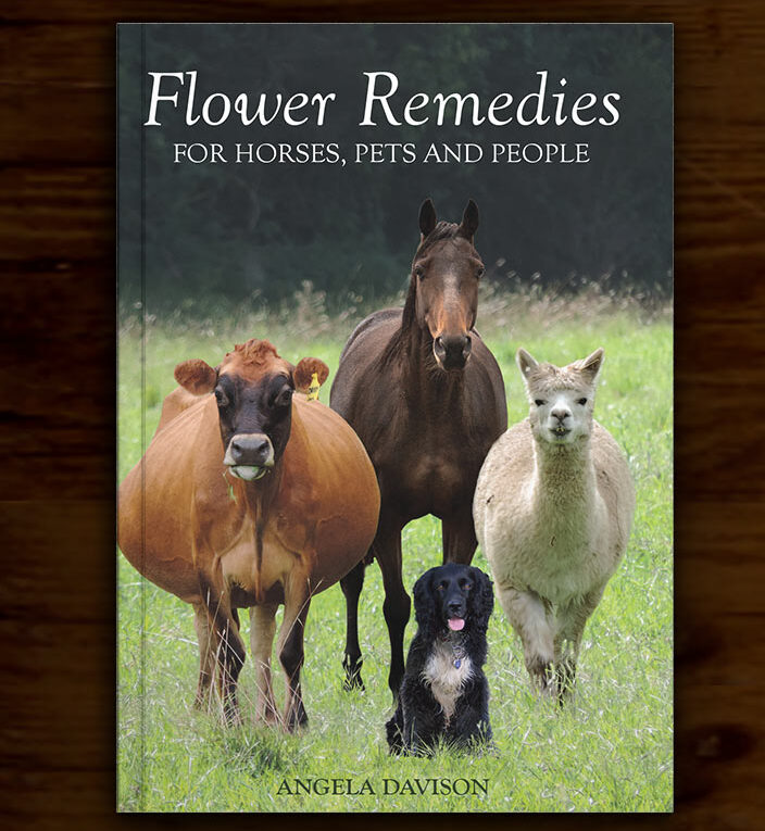 The Horse Herbalist | 194 Hillside Ln, Wardell NSW 2477, Australia | Phone: 0458 865 934