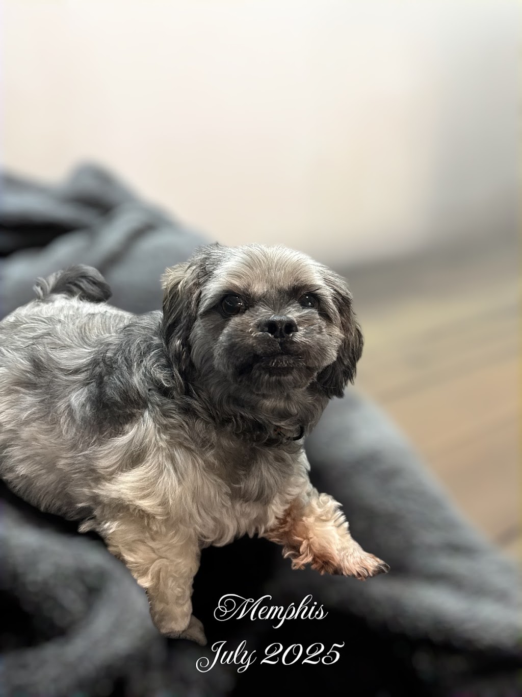 Devine K9 Grooming Service | 22 Crawford Ave, Tenambit NSW 2323, Australia | Phone: 0408 166 002