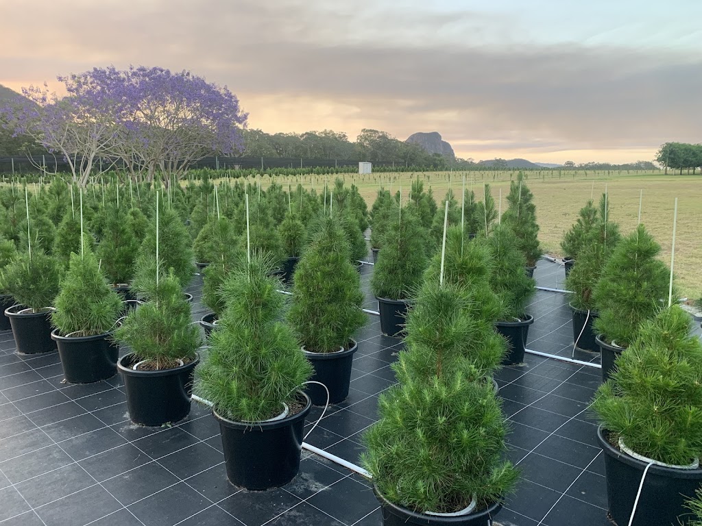 Sunshine Coast Christmas Tree Farm | 63 Endeavour Rd, Beerburrum QLD 4517, Australia | Phone: 0409 059 180