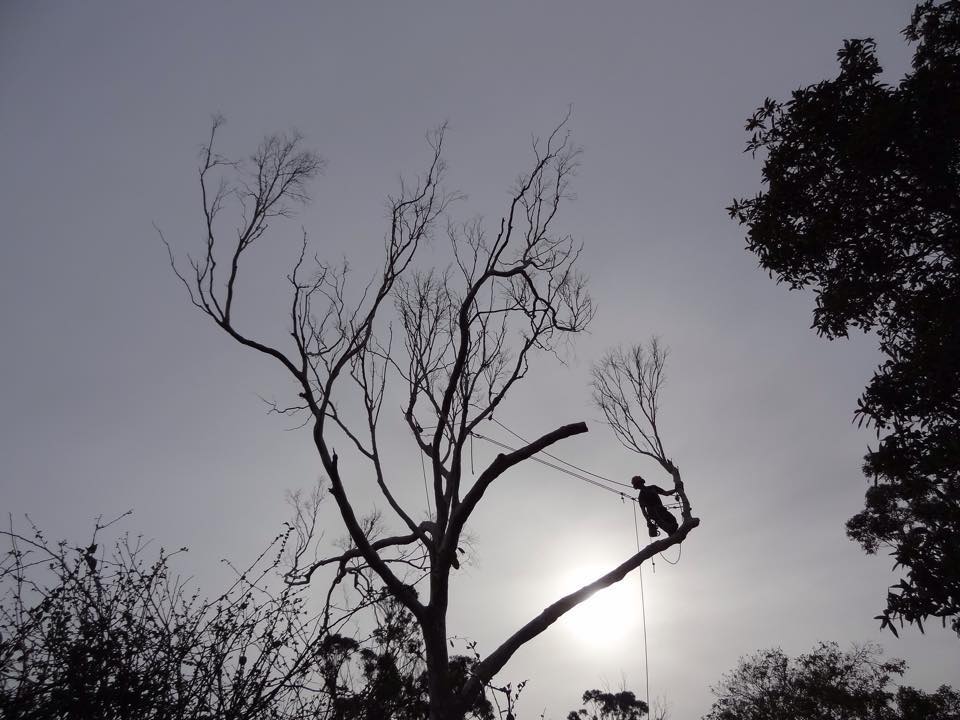 Grandview Tree Care | general contractor | 2b Pinehill Dr, Pakenham VIC 3810, Australia | 1800560875 OR +61 1800 560 875