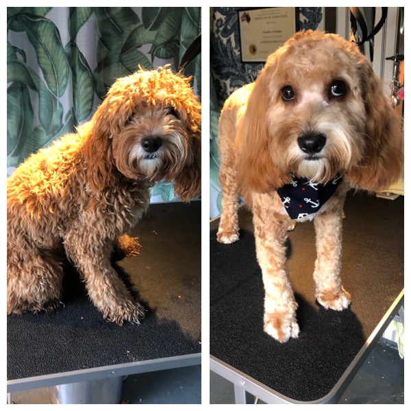 Vanity Fur Grooming | 10 Shelbury Pl, Frankston South VIC 3165, Australia | Phone: 0413 966 772