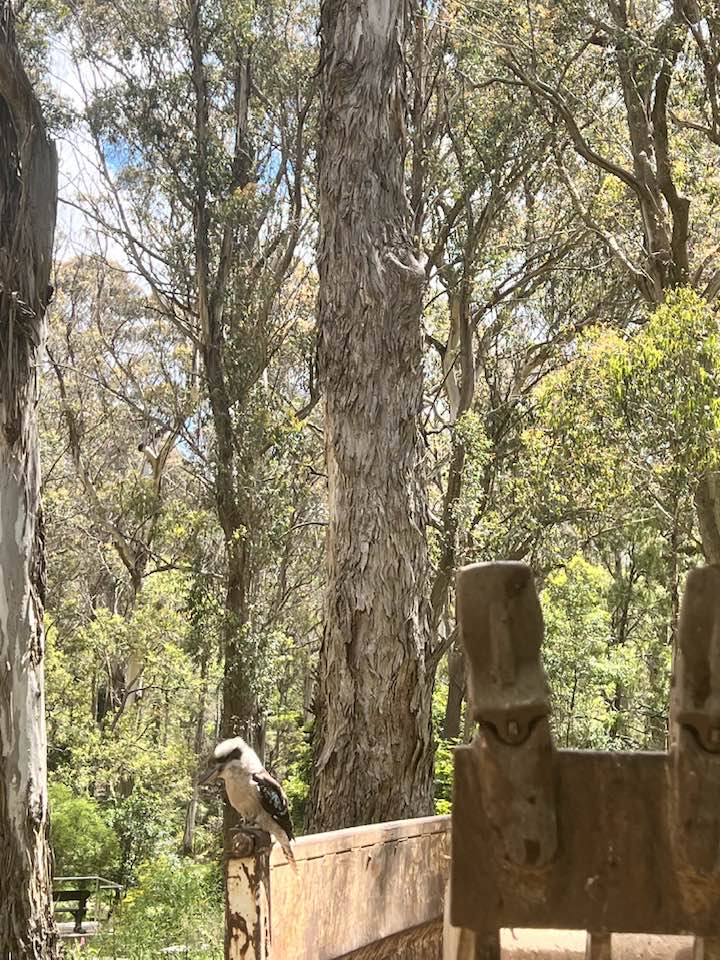 Southern Crowe Excavations | 31/33 Fitzroy St, Hill Top NSW 2575, Australia | Phone: 0415 668 971