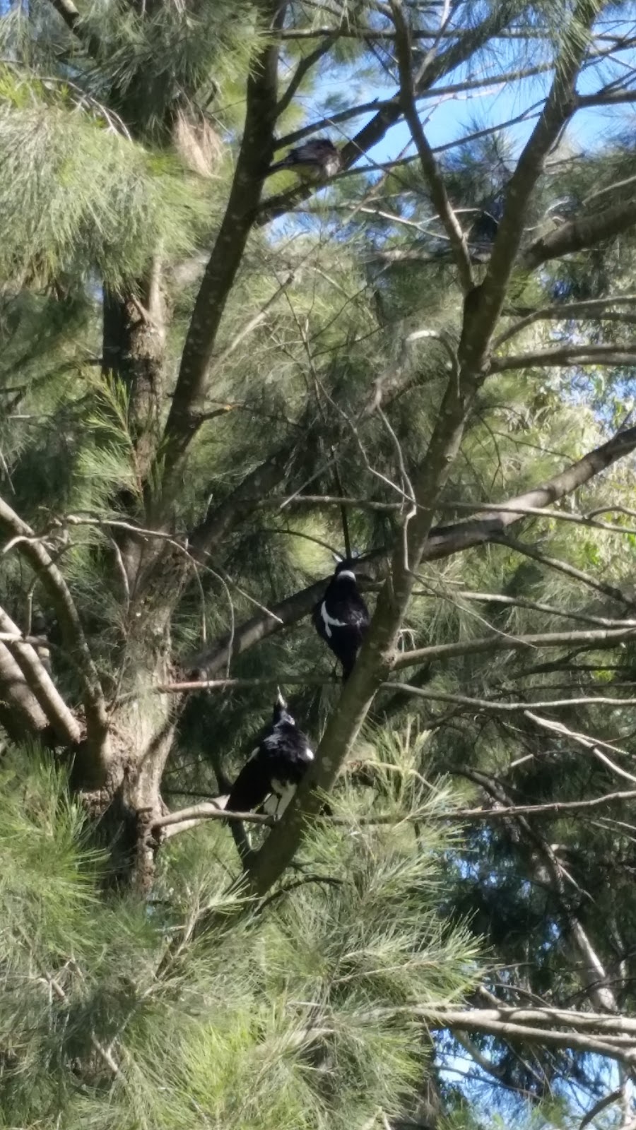 Eliza Cave Reserve | park | Bibra Lake WA 6163, Australia