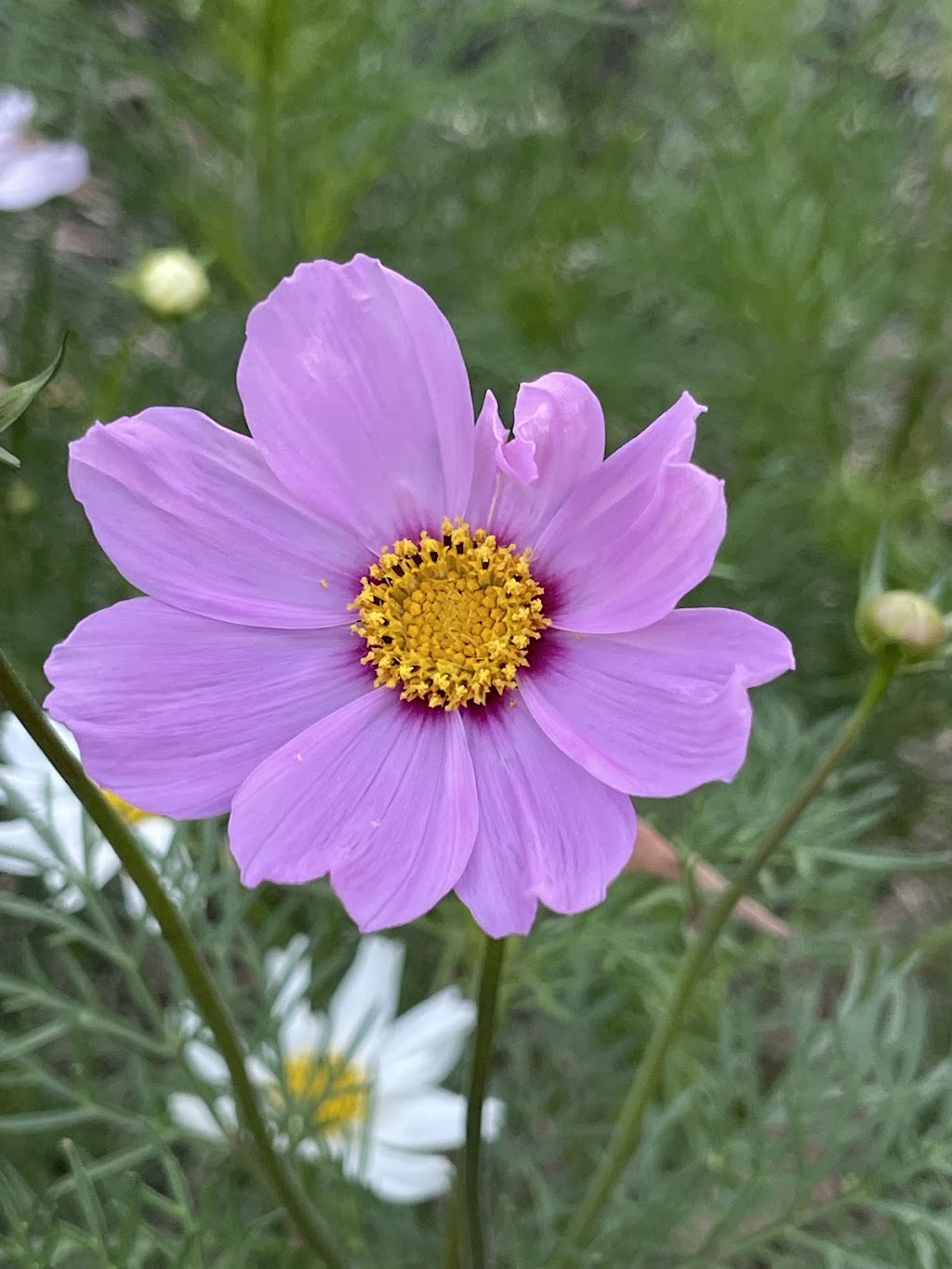 Tannorwood Flower Farm | 80 Dooralong Rdg Dr, Dooralong NSW 2259, Australia | Phone: 0402 299 319