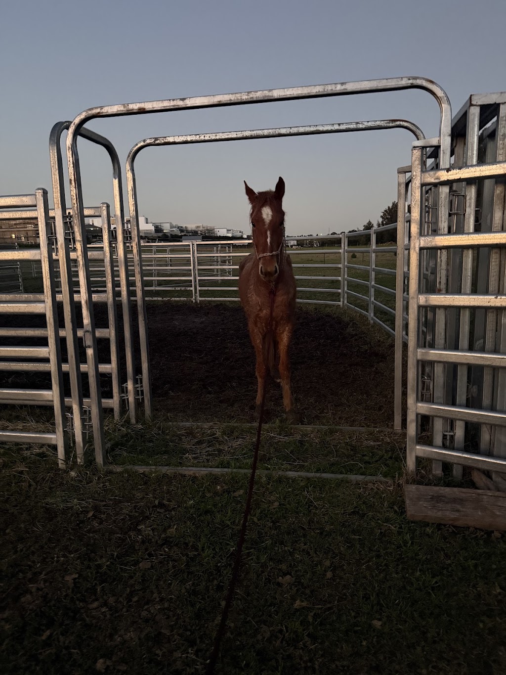 Herway horsemanship | 375 Burragorang Rd, Glenmore NSW 2570, Australia | Phone: 0478 191 104