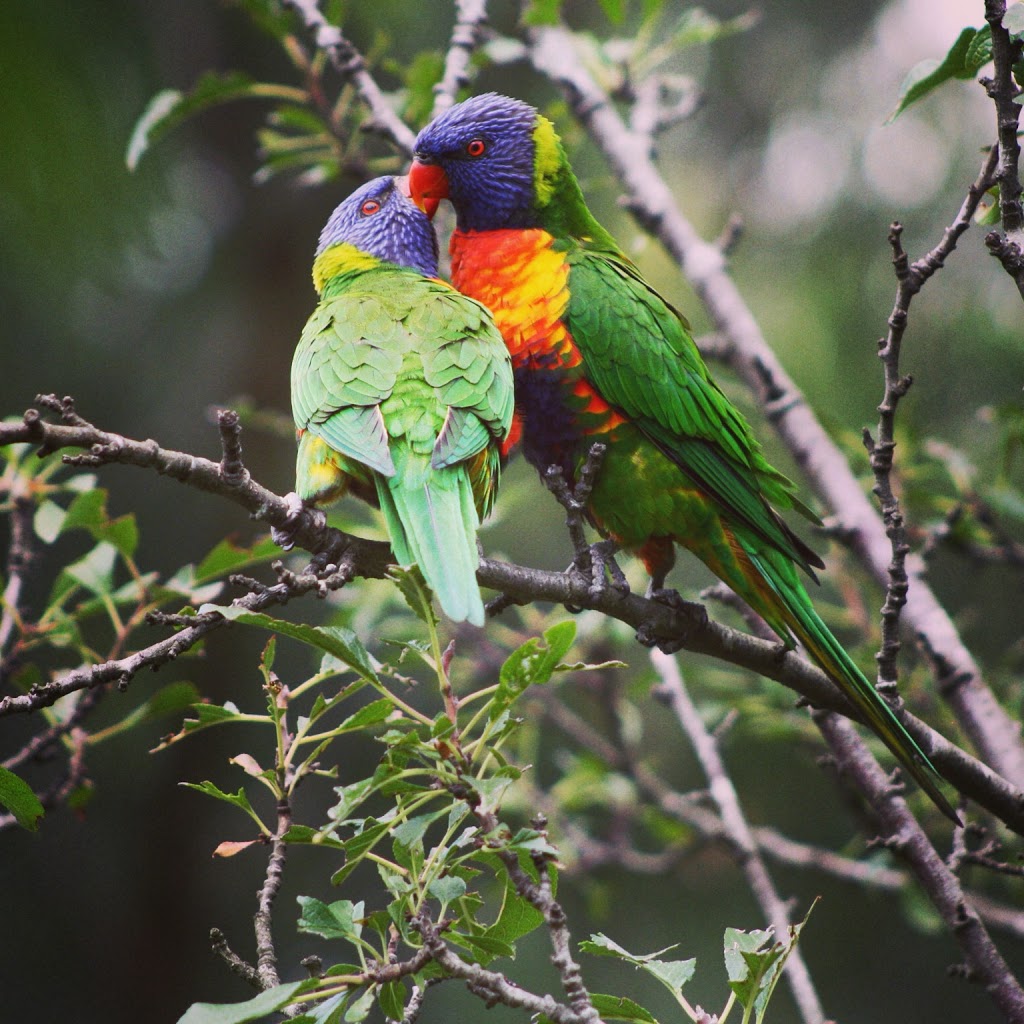 Wildlife Textiles-Photographic Cushion Covers,Homewares and Souv | 410 Mirboo Rd, Mirboo VIC 3871, Australia | Phone: 0474 886 394