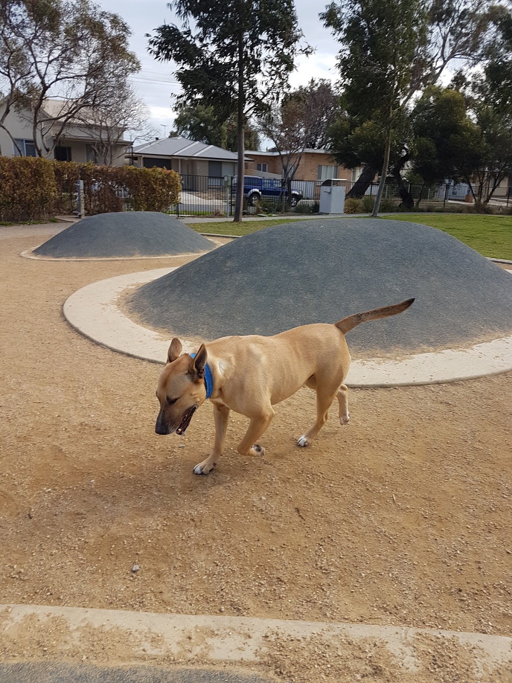 Adelaide Brighton Community Dog Park | LOT 119 Alfred St, Peterhead SA 5016, Australia