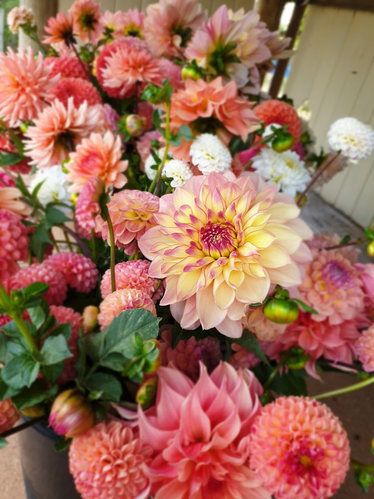 belle ame flower farm (2270 Daylesford-Malmsbury Rd) Opening Hours