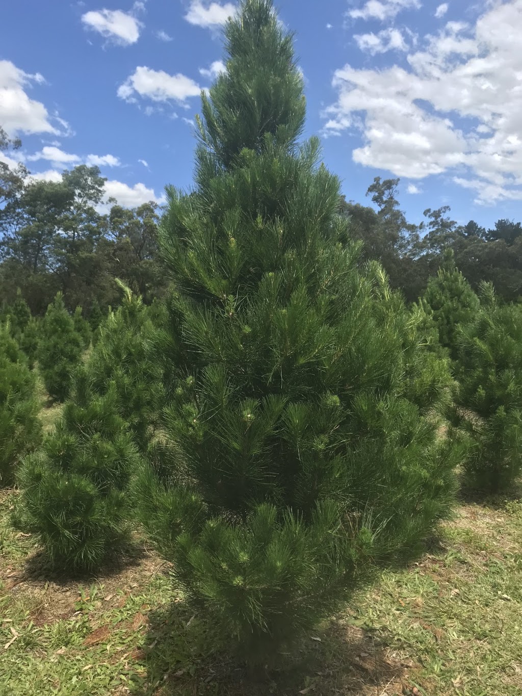 Sydney Christmas Tree Farm - sold out for 2020 | 6 Namba Rd, Duffys Forest NSW 2084, Australia | Phone: (02) 9450 2027