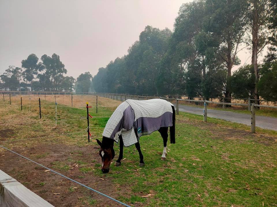 Willow Lane Equestrian Centre | 296 Pillars Rd, Bangholme VIC 3175, Australia | Phone: 0400 920 366