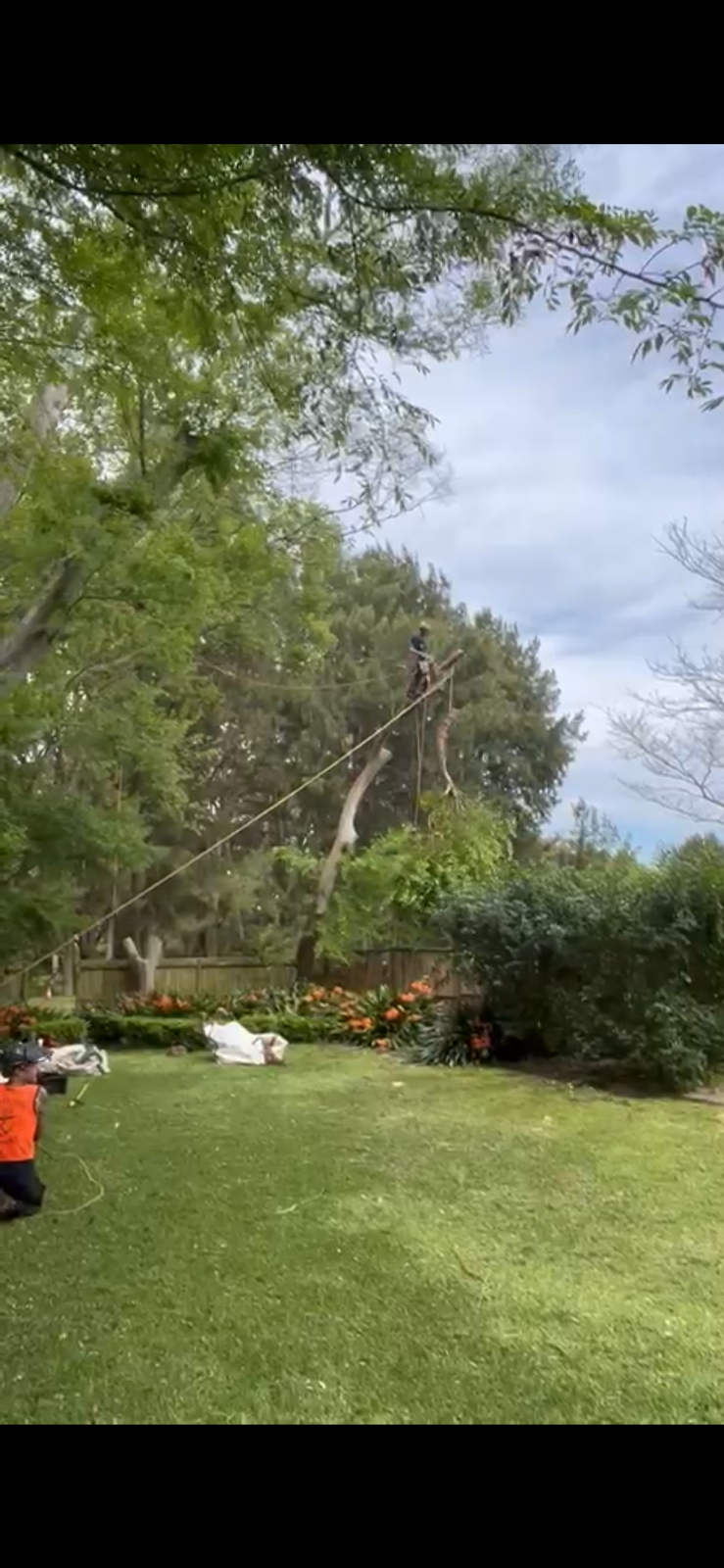 Erwin Tree Care & Services | 481 Beauchamp Rd, Maroubra NSW 2035, Australia | Phone: 0431 557 822