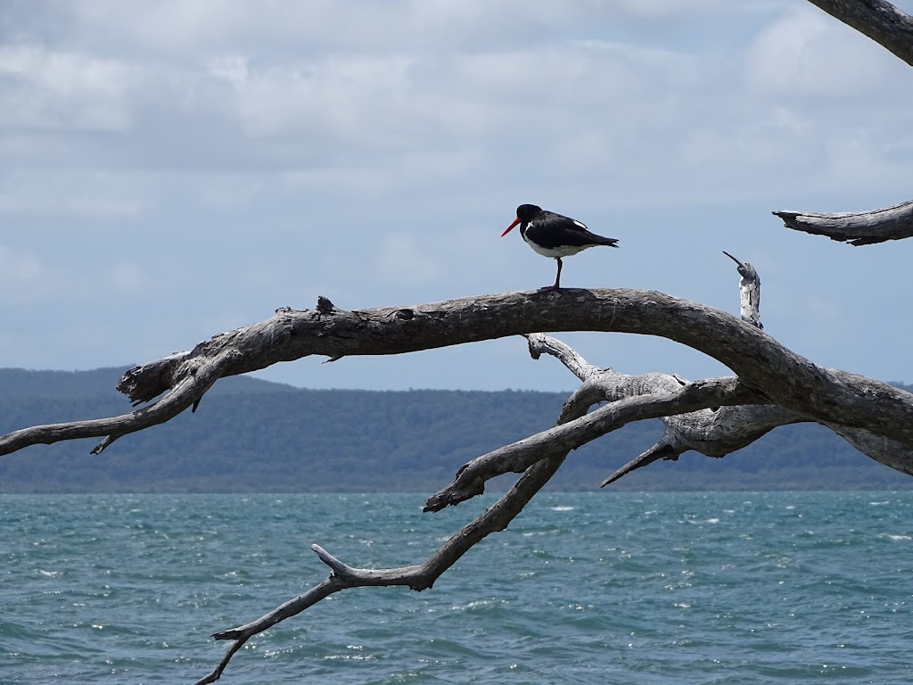 Coochie Guided Island Tours | 1 Elizabeth St, Coochiemudlo Island QLD 4184, Australia | Phone: 0436 445 629