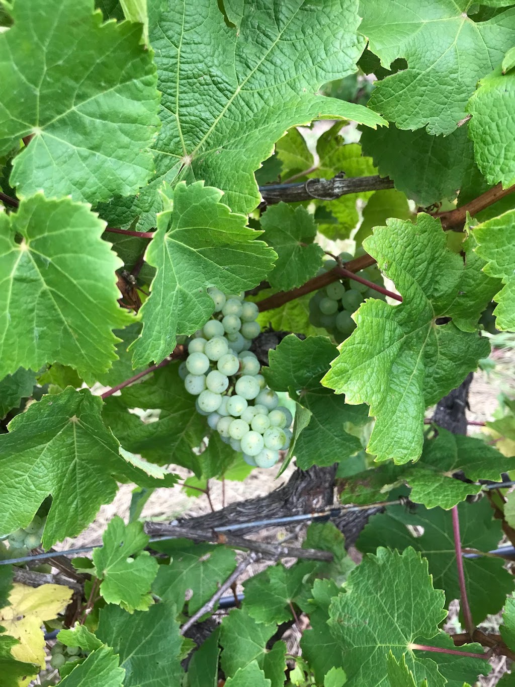 Hentyfarm Wine & Luxury Travel | 250 Wattle Tree Rd, Holgate NSW 2250, Australia | Phone: 0423 029 200