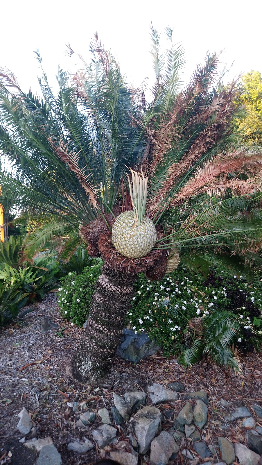 Botanic Gardens | park | West Mackay QLD 4740, Australia