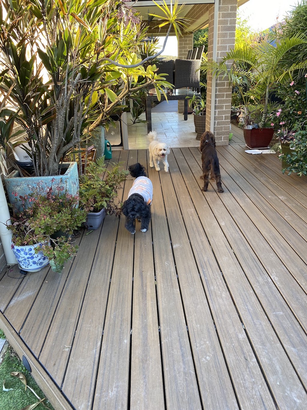 Oodles Of Fun Dog Boarding and Day Care | Mount Hutton NSW 2290, Australia | Phone: 0407 142 123