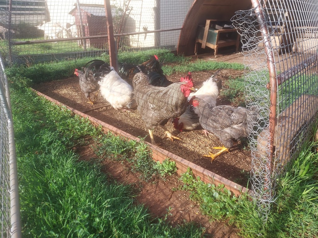 The Farm Hub | 50 Havilah Park Rd, Little Plain NSW 2360, Australia | Phone: (02) 6722 4347