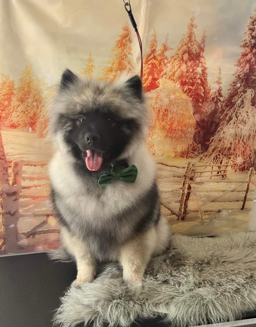 Halo Dog Grooming | Garfield Rd, Glenorchy TAS 7010, Australia | Phone: 0438 433 858