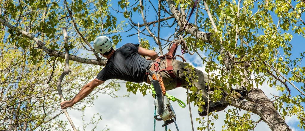 Gold Coast Tree Removal | 19 Taree St, Burleigh Heads QLD 4221, Australia | Phone: (07) 5655 7608