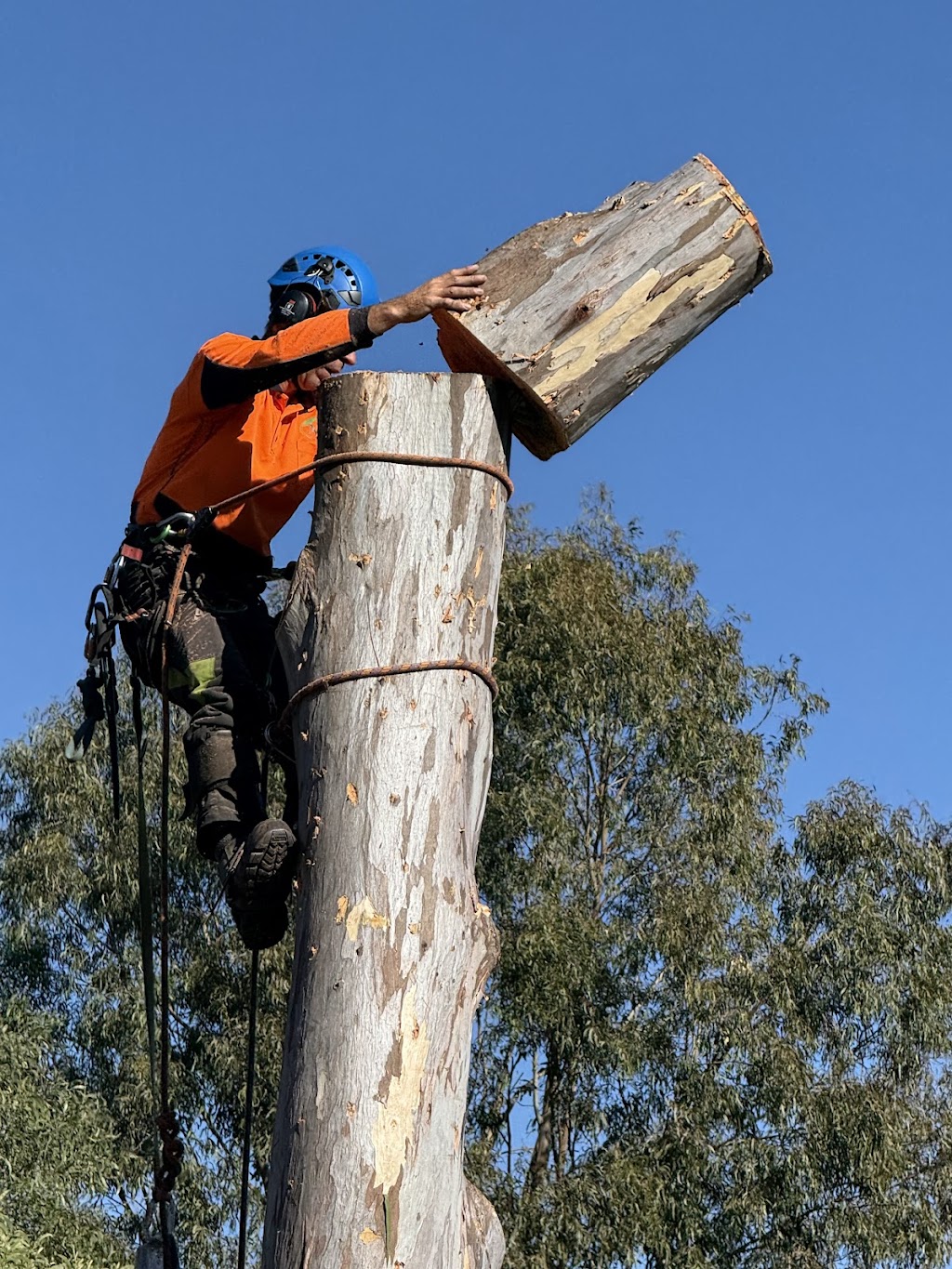 Arborsafe Tree Services Mount Tamborine | Mt Vista Pl, Tamborine QLD 4270, Australia | Phone: 0418 197 006