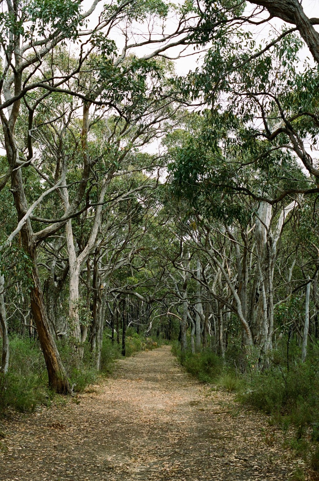 Spring Mount Conservation Park | Mount Alma Rd, Inman Valley SA 5211, Australia | Phone: (08) 8204 1910