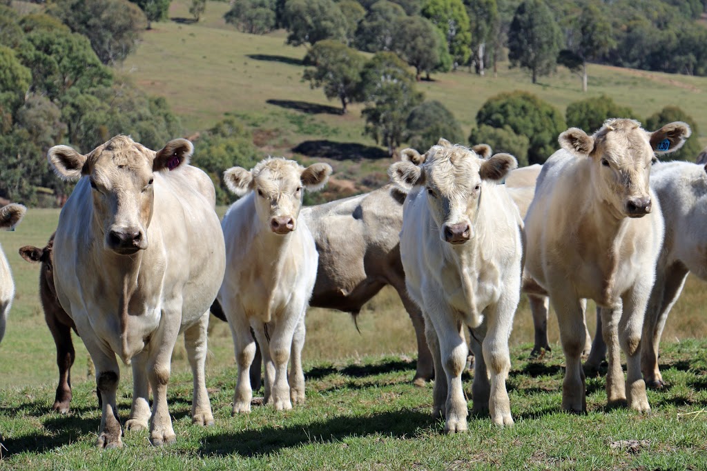 Murray Grey Beef Cattle Society | food | Agricultural Business Research Institute, University of New England, The Short Run, Armidale NSW 2351, Australia | 0267732022 OR +61 2 6773 2022