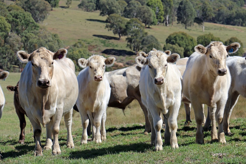 Murray Grey Beef Cattle Society | Agricultural Business Research Institute, University of New England, The Short Run, Armidale NSW 2351, Australia | Phone: (02) 6773 2022