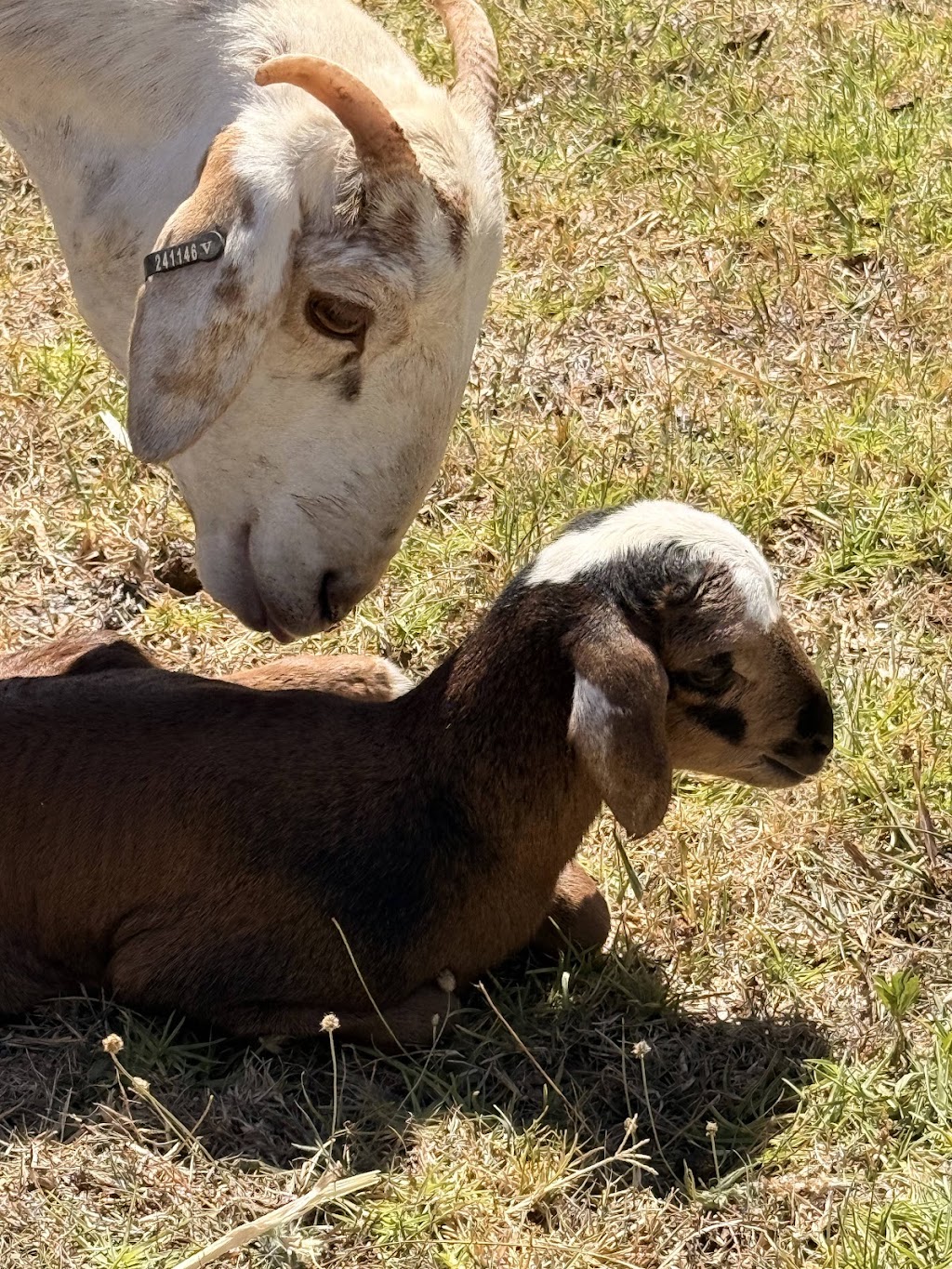 Hamilton Ridge Damara Stud | 327 Cranky Corner Rd N, Glendon Brook NSW 2330, Australia | Phone: 0433 166 457