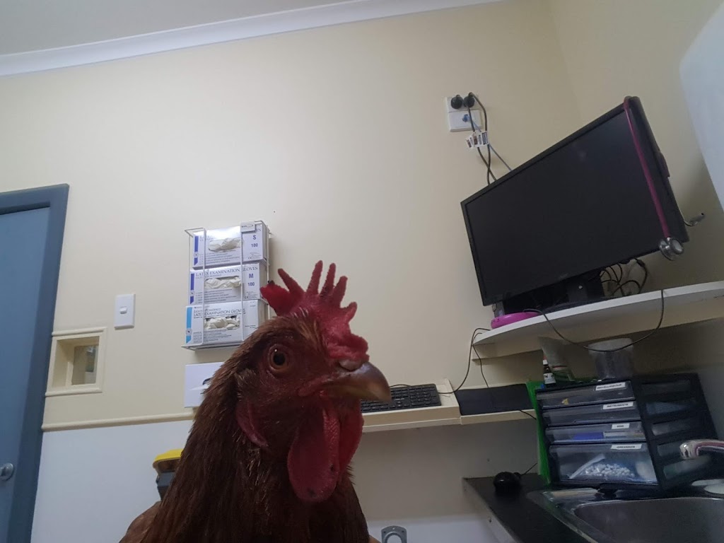 Ballarat Veterinary Practice | 1410 Sturt St, Lake Wendouree VIC 3350, Australia | Phone: (03) 5331 1533