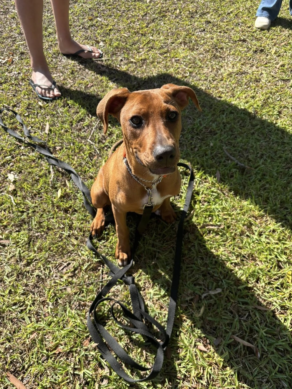 Debs Dog Training | Failford NSW 2430, Australia | Phone: 0494 551 882