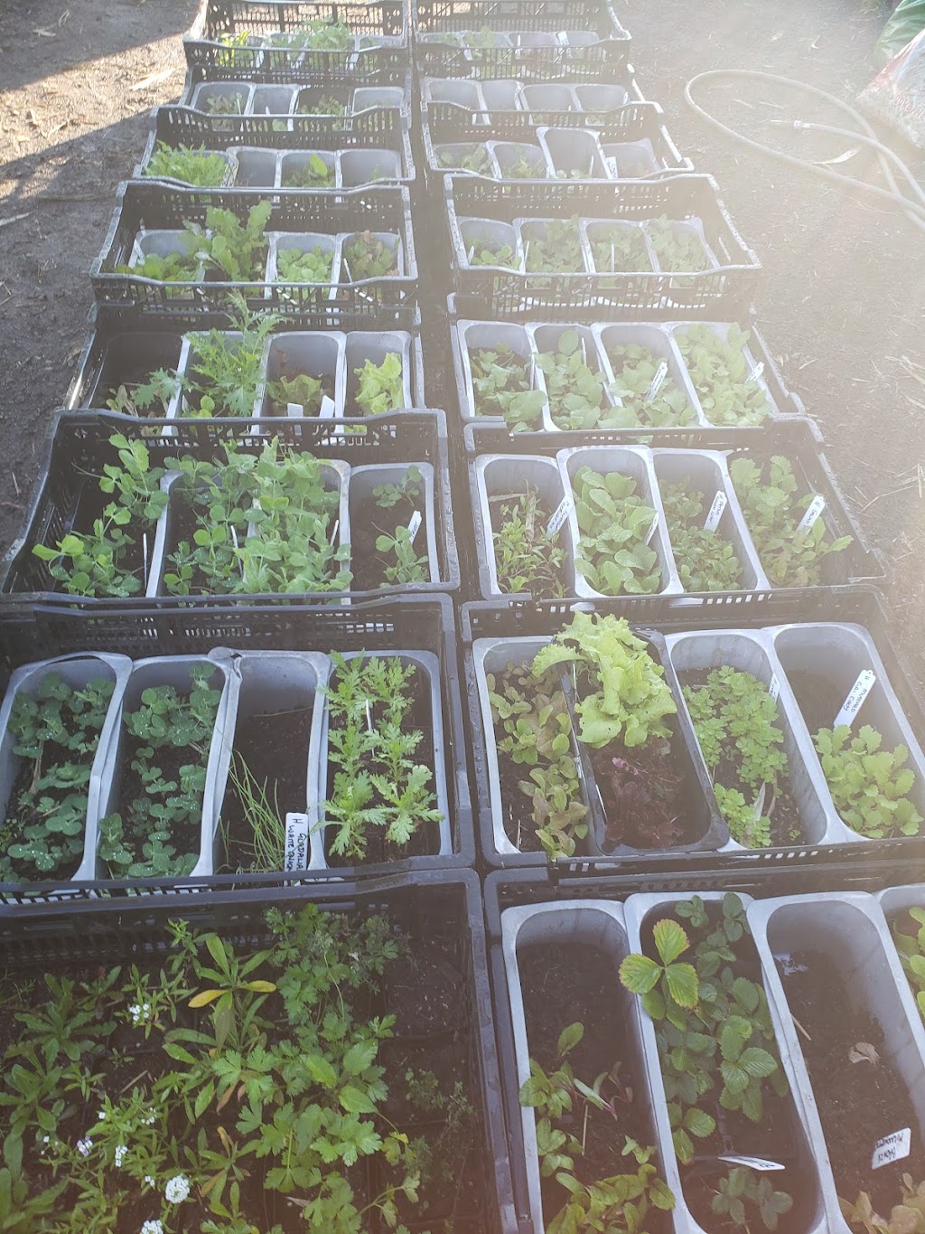 Sundrenched Seedlings Garden Centre | 88/90 Queen Elizabeth Dr, Coraki NSW 2471, Australia | Phone: 0401 367 323