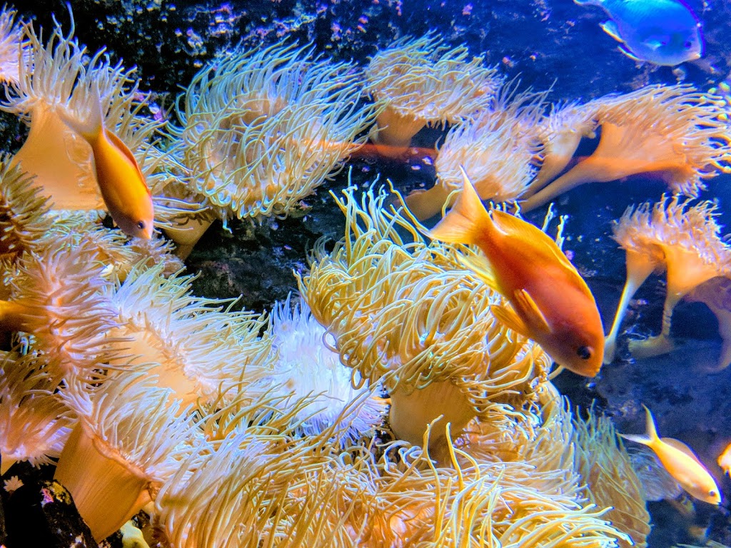 SEA LIFE Sydney Aquarium | aquarium | 1-5 Wheat Rd, Sydney NSW 2000, Australia | 1800199657 OR +61 1800 199 657