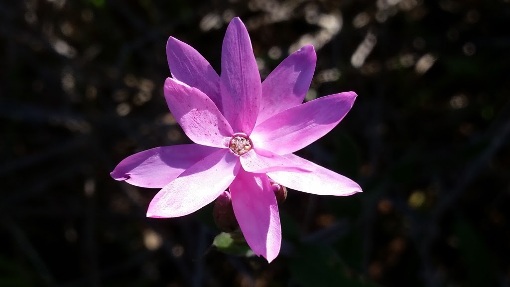 Yorkrakine Rock Nature Reserve | North Tammin WA 6409, Australia