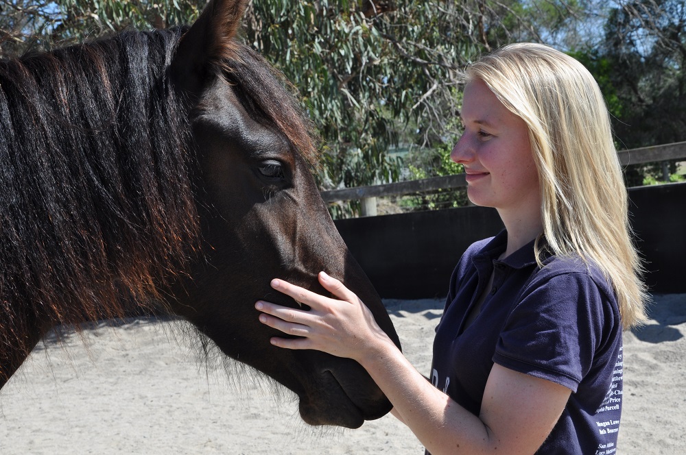 Active Animal Physiotherapy | 138 Mort St, Toowoomba City QLD 4350, Australia | Phone: (07) 4573 4330