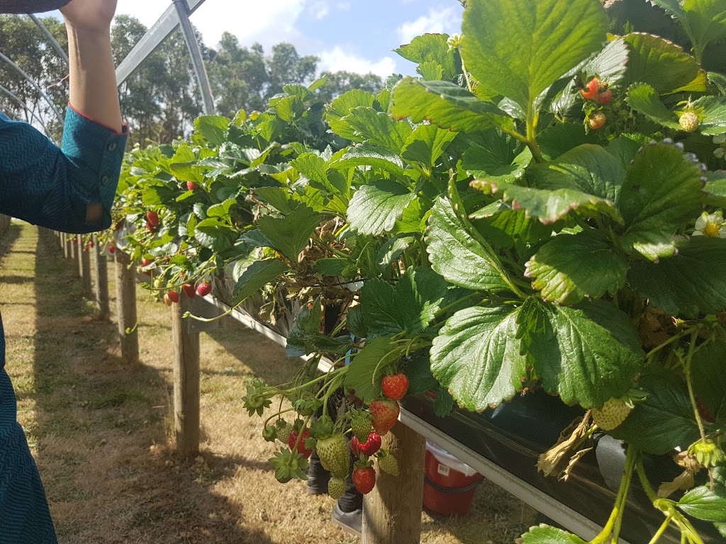 Yendon Gourmet Tomatoes | 273 Harbours Rd, Yendon VIC 3352, Australia | Phone: (03) 5341 7691