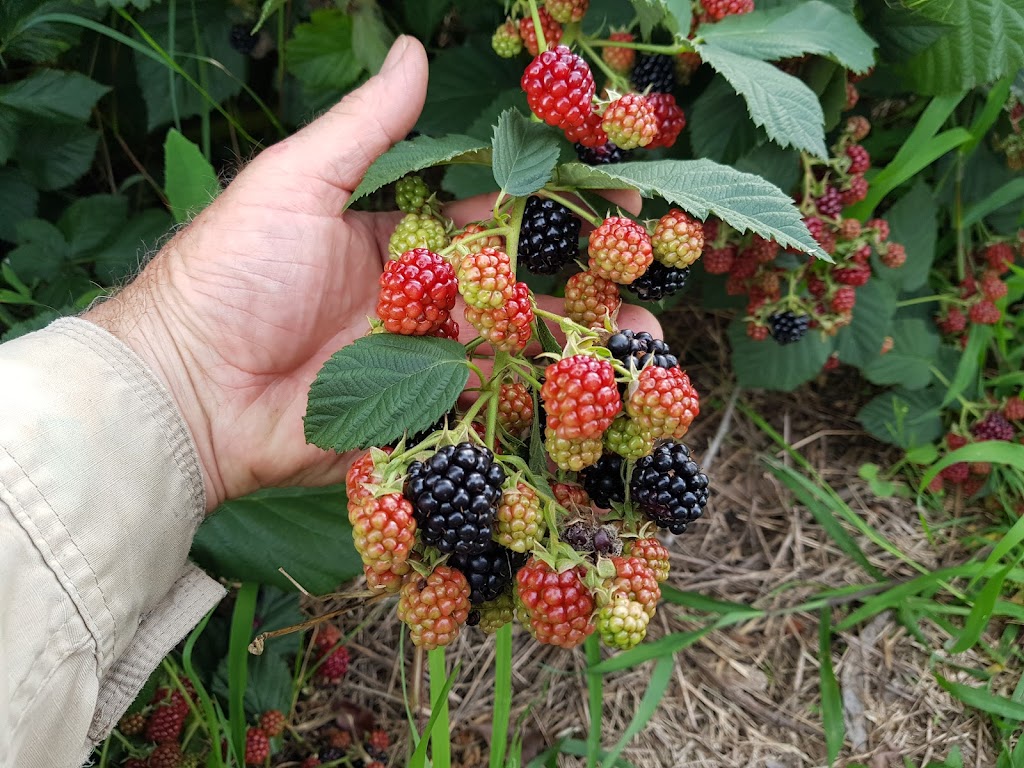 CPR Horticultural Services | 198 Wilson Dr, Hill Top NSW 2575, Australia | Phone: 0415 500 261