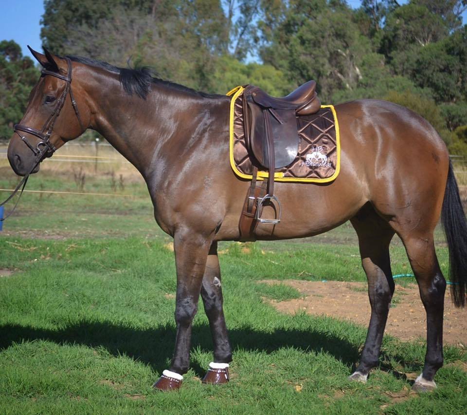 HB Horsewear | store | 81 Byford Meadows Dr, Oakford WA 6121, Australia | 0437546642 OR +61 437 546 642