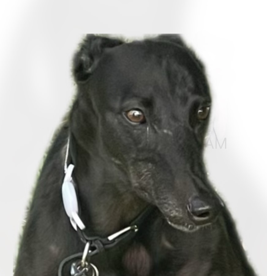 Greyhound Adoption Gippsland | 35 Sheila Ct, Toongabbie VIC 3856, Australia | Phone: 0419 500 824